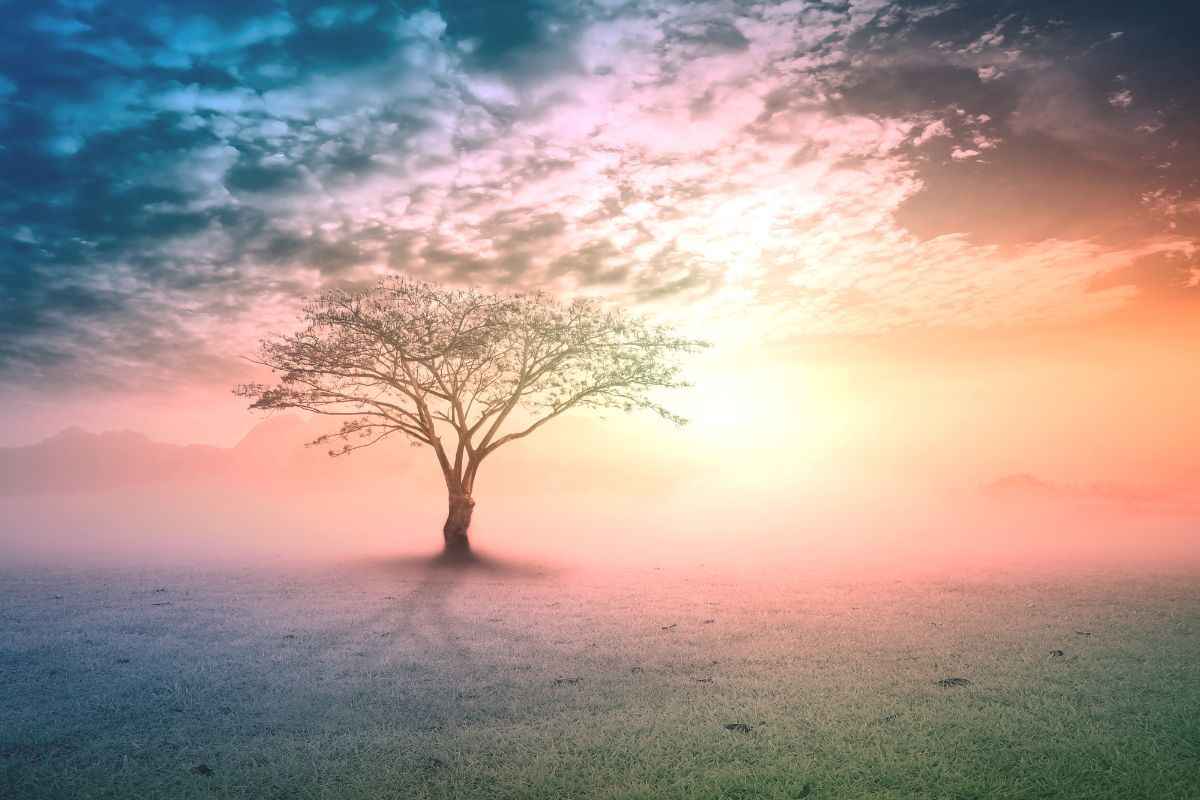 photo of a tree with a colorful sunset in the background